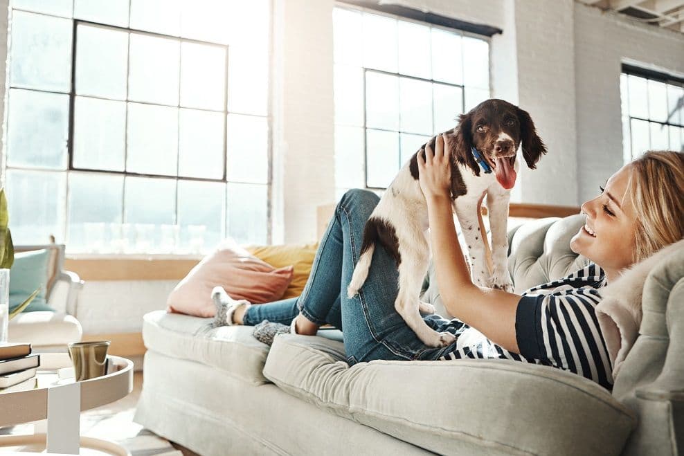 Blog post Hardwood Flooring Maintenance for Pet Owners image